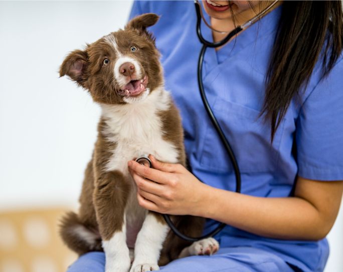 medium sized brown and white dog being held by veterinarian in blue scrubs with stethoscope