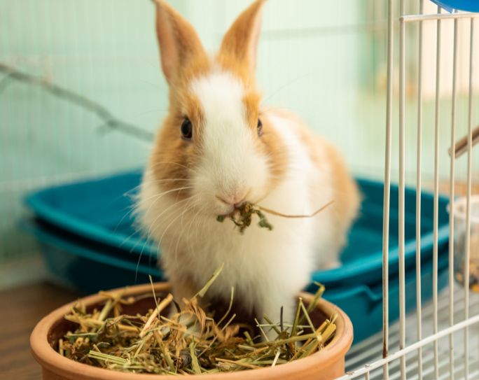 tan and white fluffy rabbit eating timothy hay out of bowl