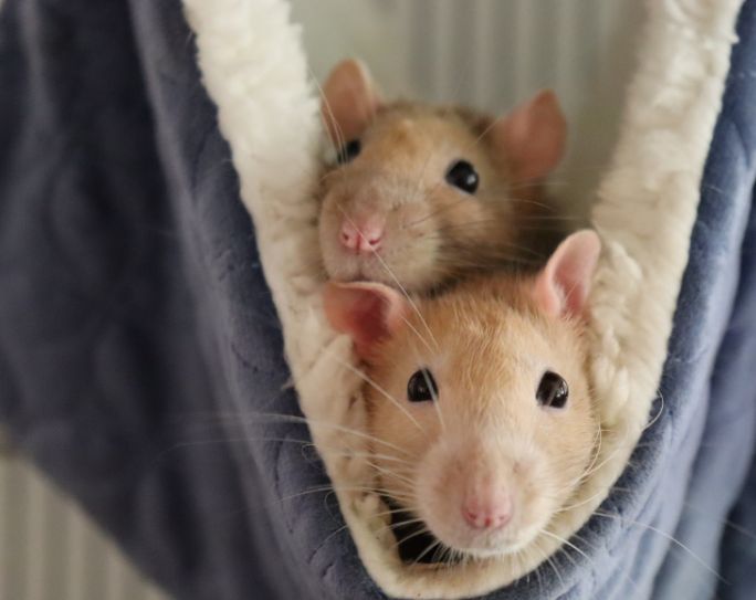 two short haired pet rats in blue blanket