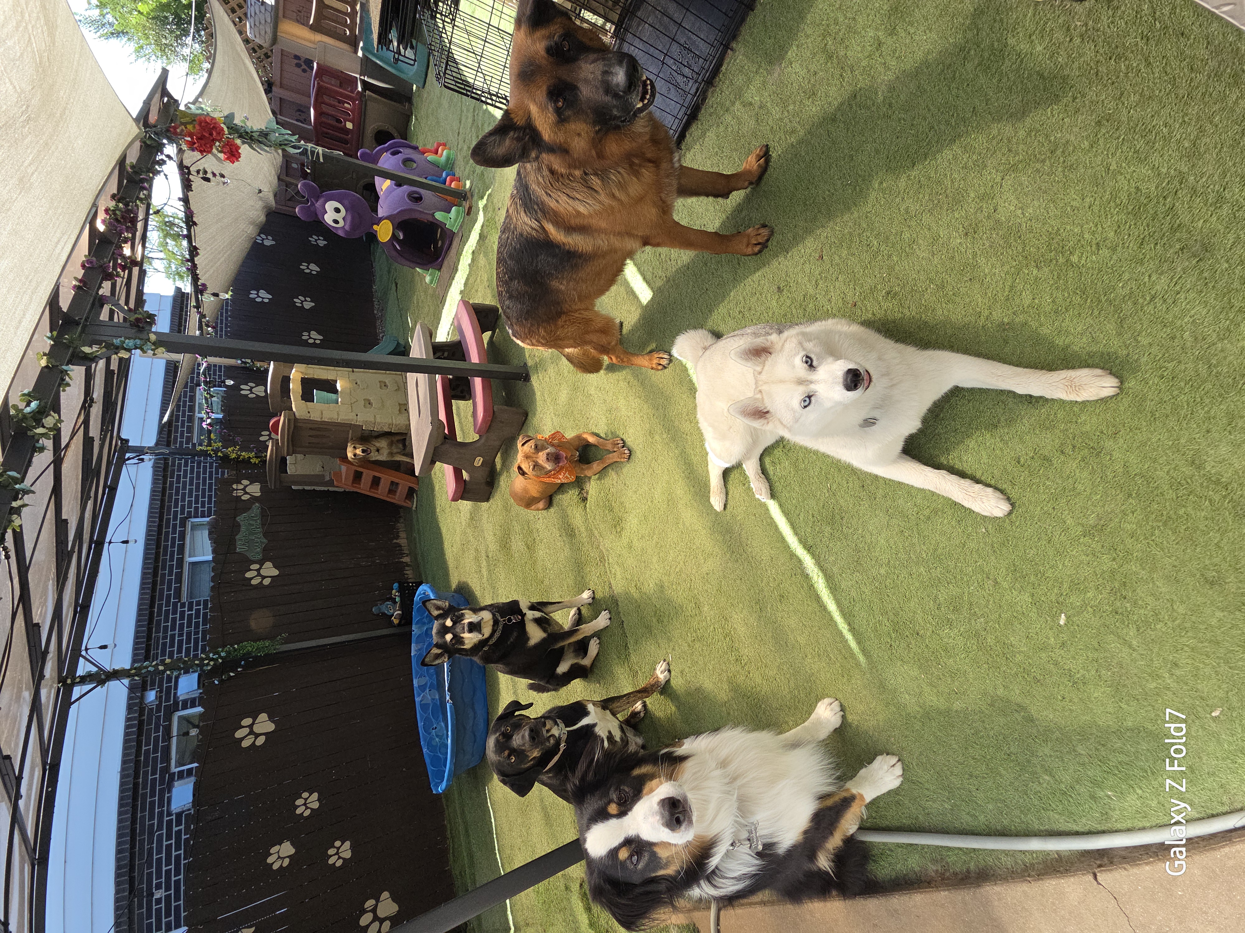 Rossys Pet care services