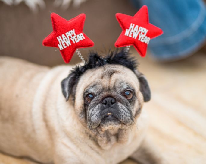 pug dog in happy new year head band