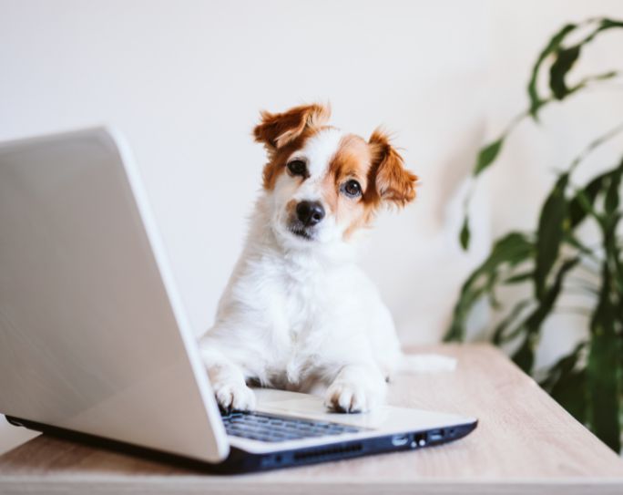 small brown and white dog sitting on desk with paw on the keyboard of laptop