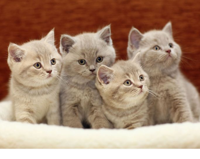 four small, fluffy white and gray kittens sitting in a white fleece pet bed