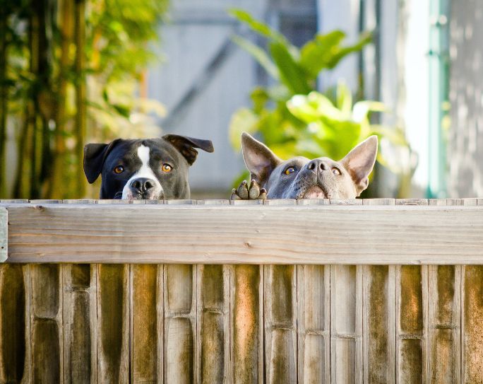 Dog fence Two dogs peer over the top of a wooden fence in their backyard