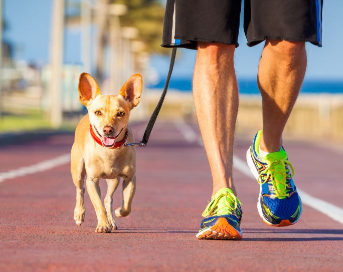 Dog Walking Safety Tips image of man in black shorts walking a small tan dog outside