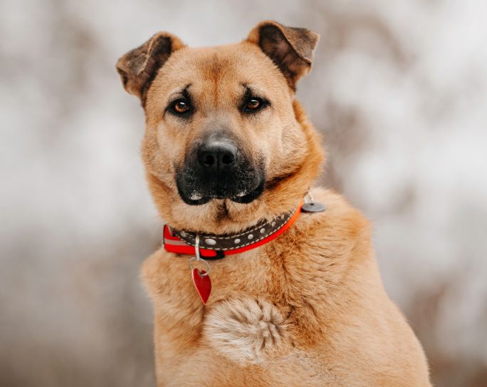 Dog with collar and ID tag Large brown dog wearing a brown leather collar with a red ID tag