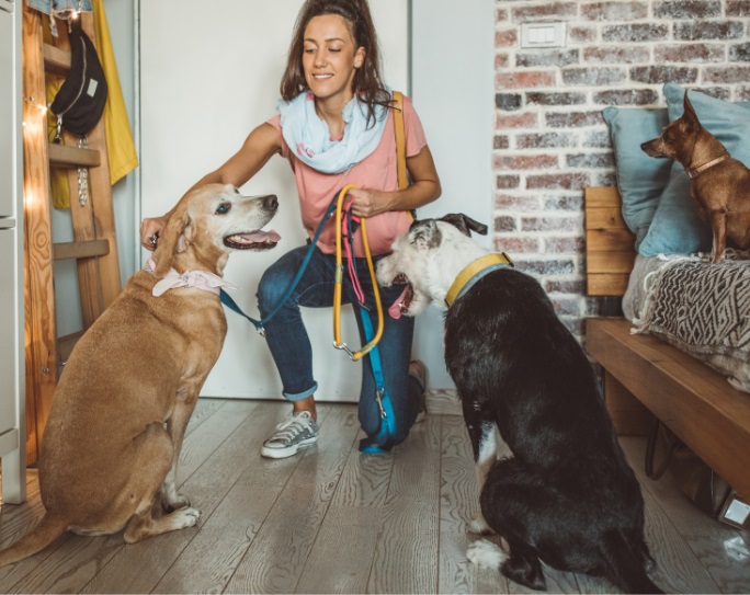 A woman pet sitter in a peach shirt bends down right inside the entrance of an apartment to attach the leashes to the harnesses of two dogs.