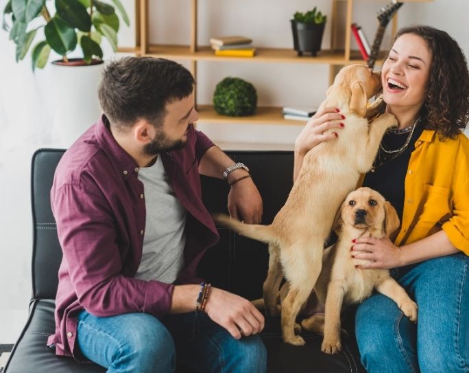 A woman with brown curly hair in a yellow jacket and a man with short brown hair in a burgundy shirt sit on their couch playing with their two puppies.