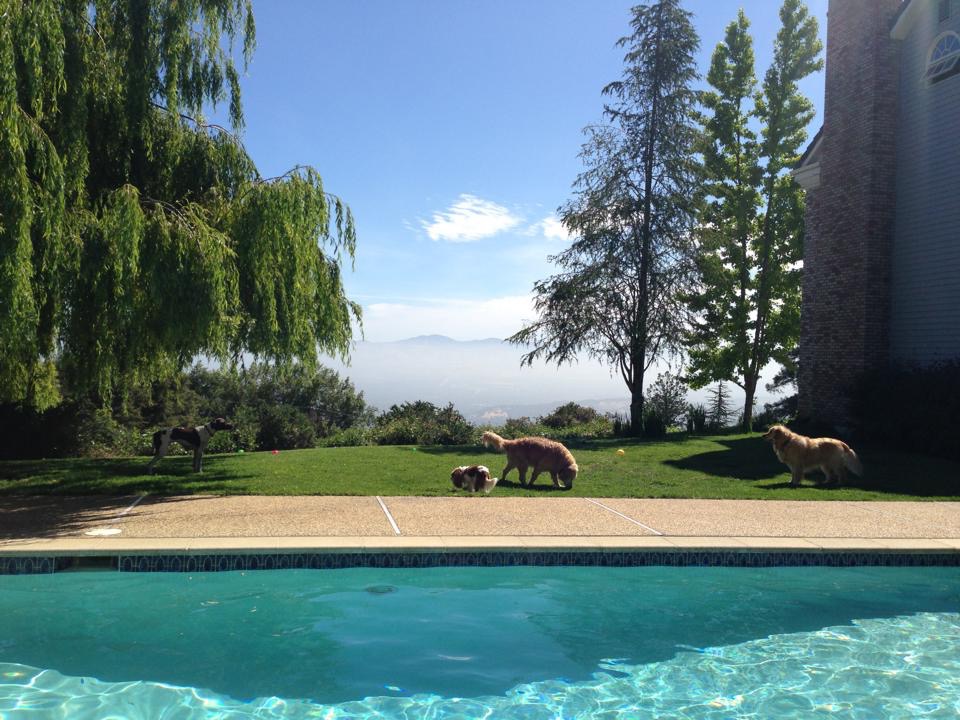 Camp Cardinale Overnight Care for Dogs