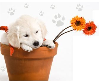 Katy's Creature Comforts, LLC