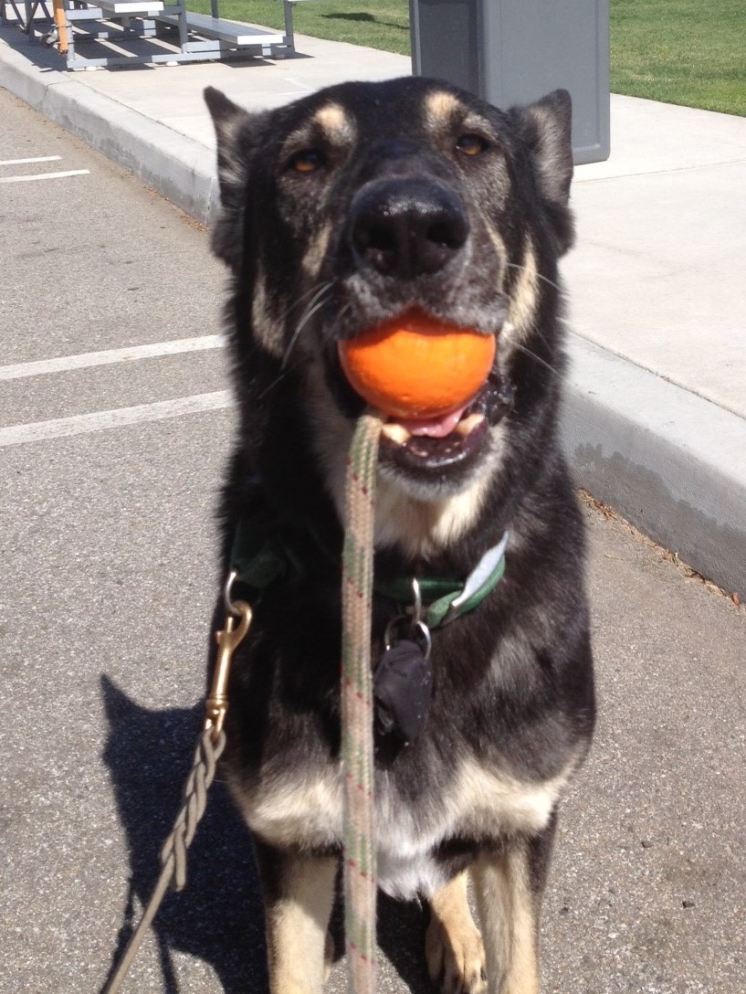 Safe at Home Pet Care