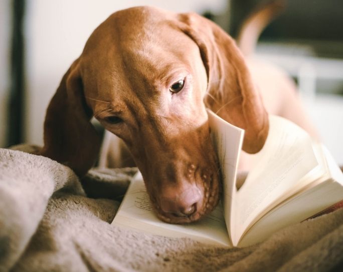 A dog sniffs a book laid out on a blanket.