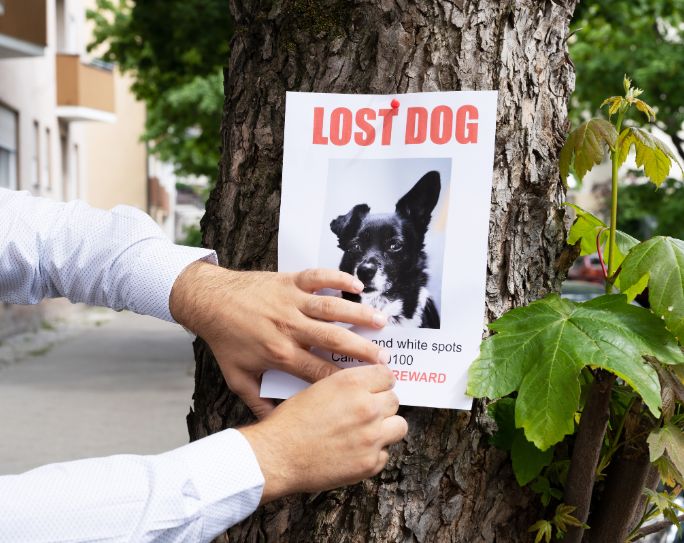 prevening pet escapes while pet sitting A pet sitter puts a lost dog sign on a tree after a pet escapes.