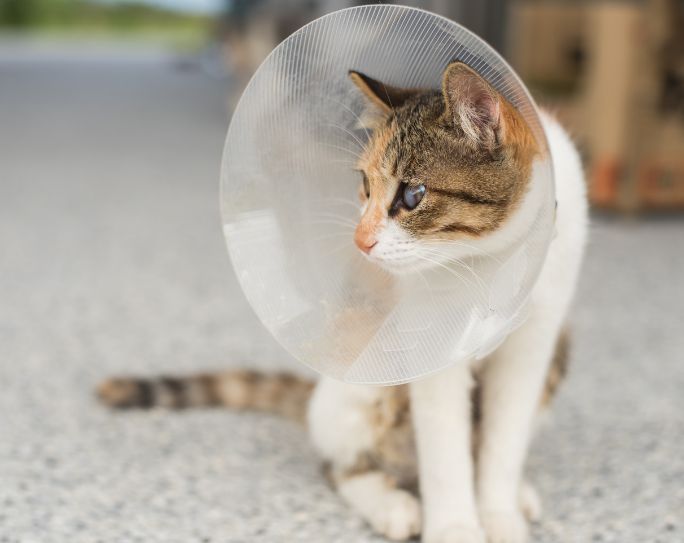 Spayed Cat Tan and white cat with plastic collar on after spay procedure