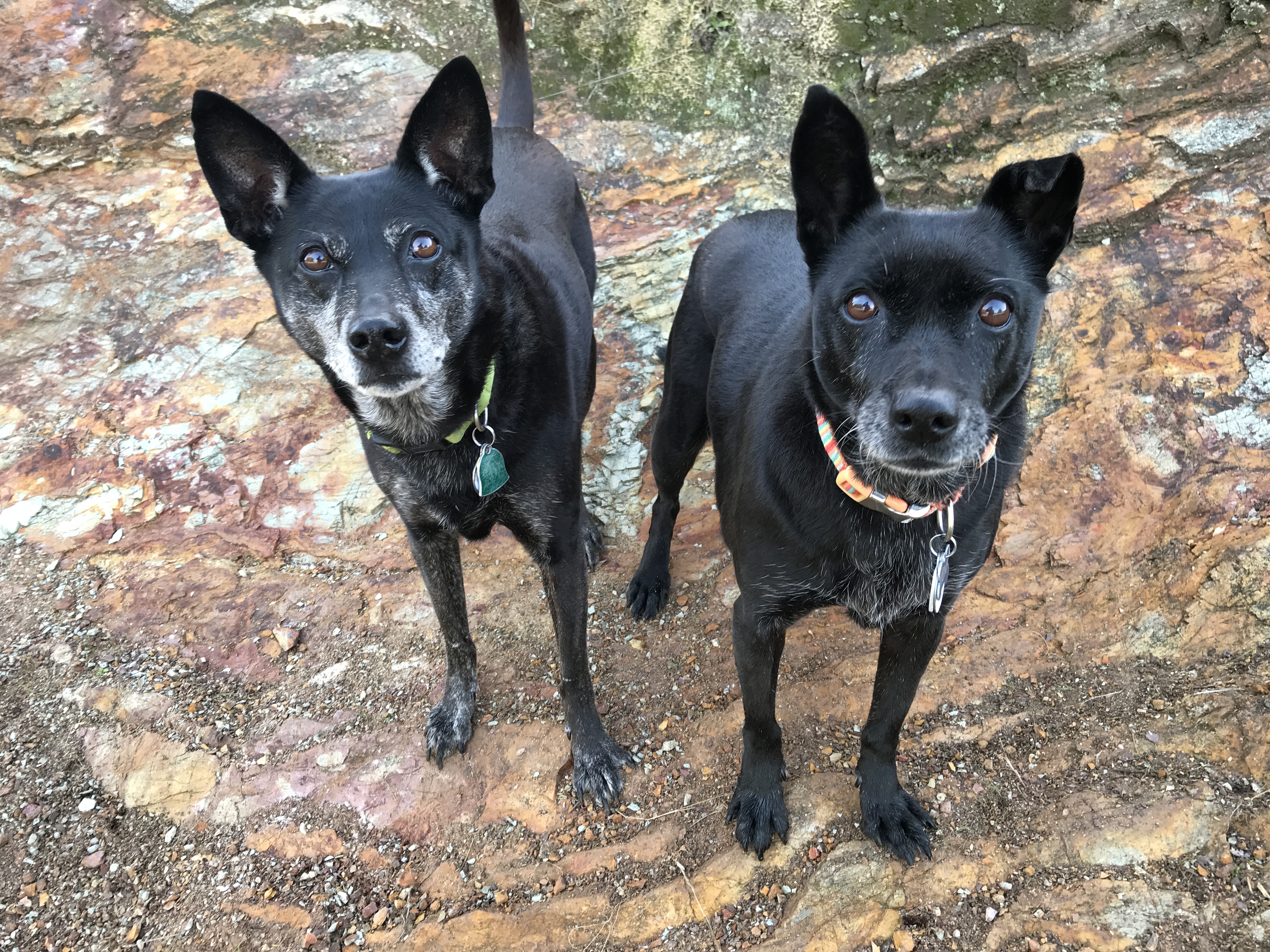 Running With The Pack