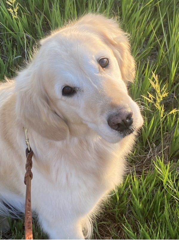 Happy Trails Dog Walking and Pet Care