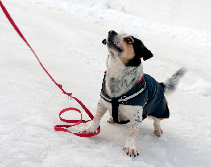 Pet safety in winter on dog walks small dog with winter jacket attached to red leash in snow