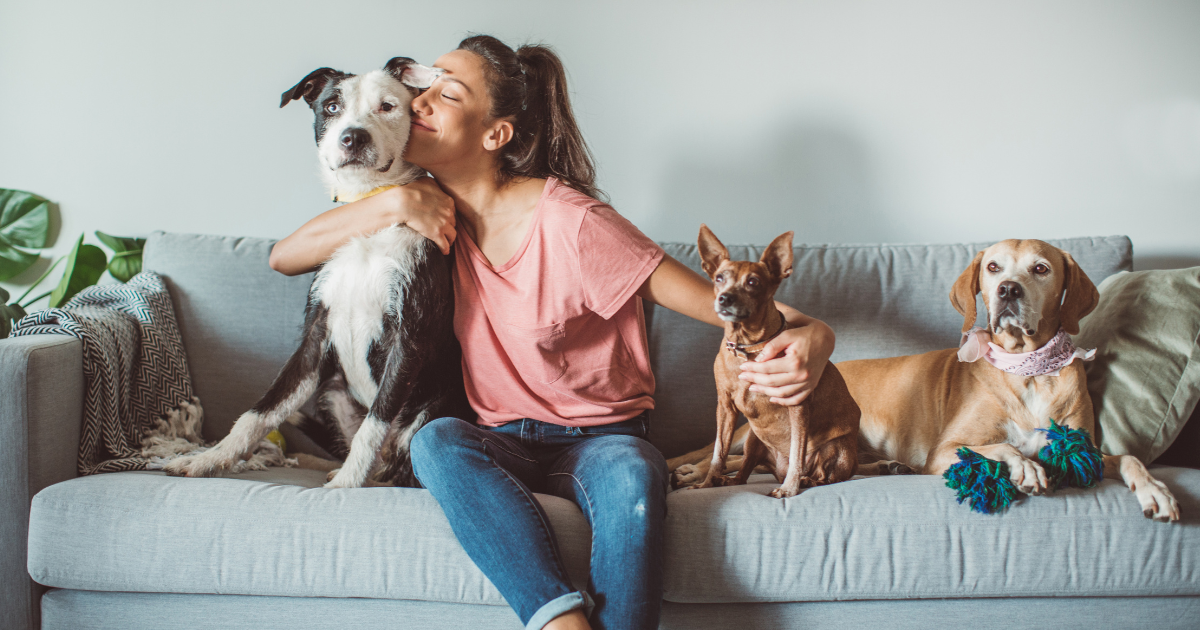 Is pet sitting a real career? Female pet sitter is sitting on the couch at her client's home hugging one of the dogs she is caring for. Other smaller dogs are sitting on the couch with her.