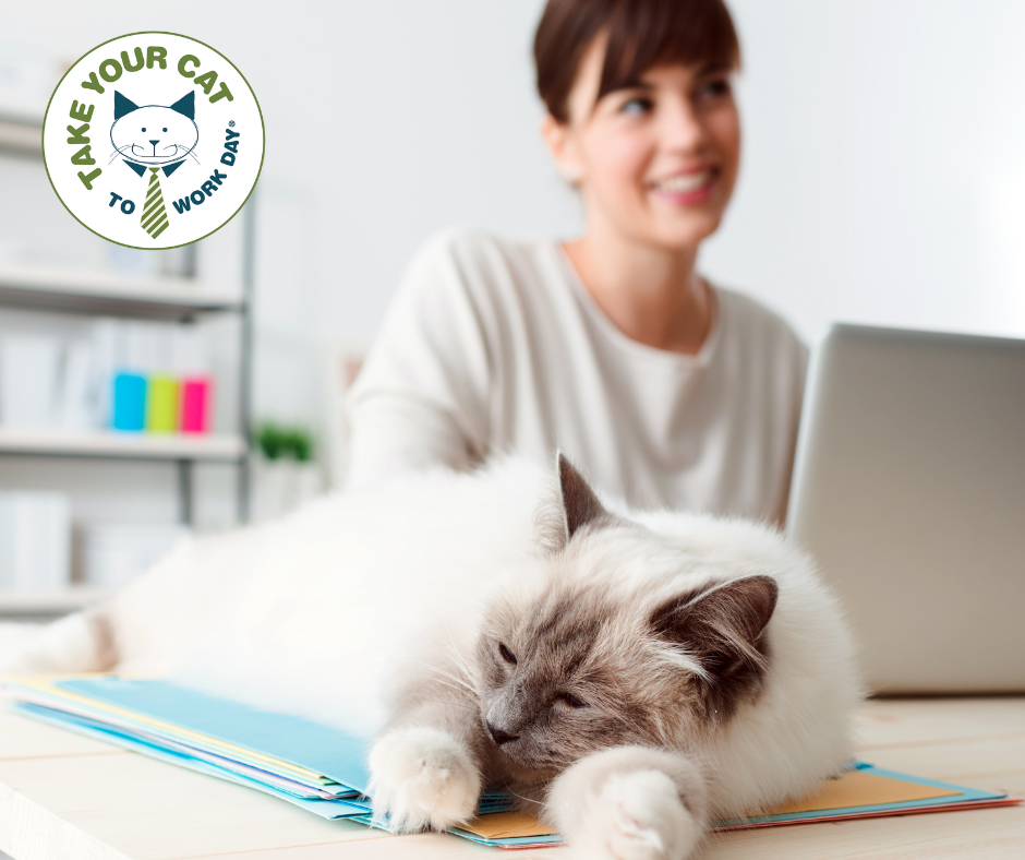 A woman sits in front of a laptop computer while a cat lounges nearby on the desk.